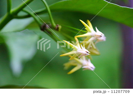 ホヤ ひこぼし ホヤ ひこぼし 11207709