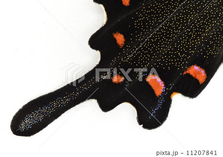 カラスアゲハの後翅♪ カラスアゲハの後翅♪ 11207841