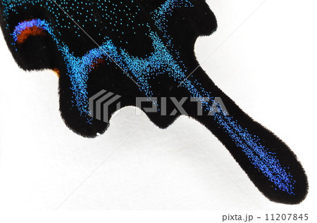 カラスアゲハの後翅♪ カラスアゲハの後翅♪ 11207845