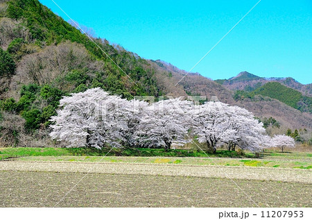 佐柄見の桜 佐柄見の桜 11207953