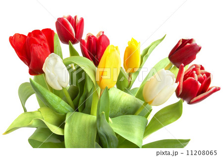 Colored tulips 11208065
