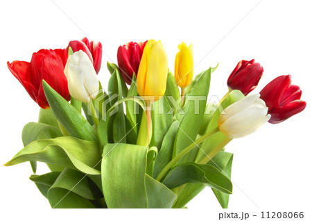 Colored tulips 11208066