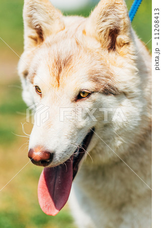 White Adult Siberian Husky Dog (Sibirsky husky) White Adult Siberian Husky Dog (Sibirsky husky) 11208413