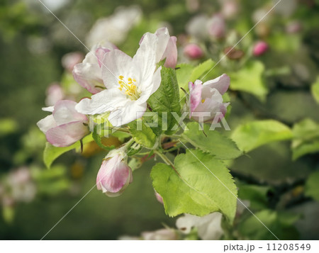 apple blossom 11208549