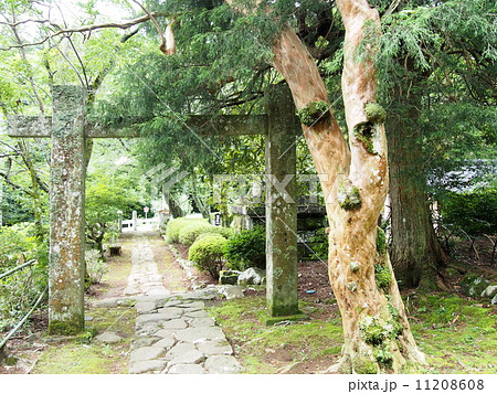 【伊豆】修禅寺奥の院の風景【夏】 【伊豆】修禅寺奥の院の風景【夏】 11208608