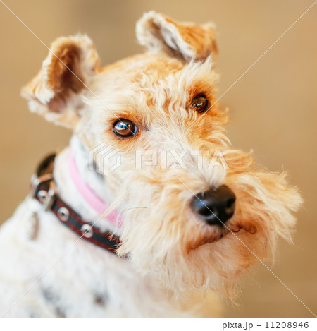 Wire Fox Terrier 11208946