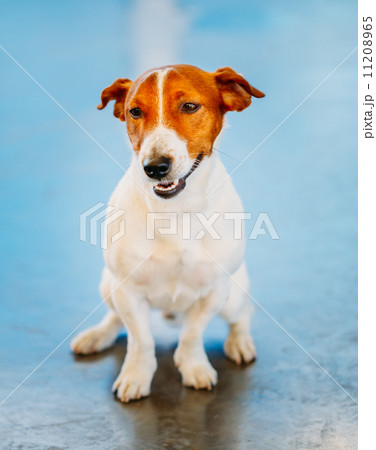 Dog jack russel terrier 11208965