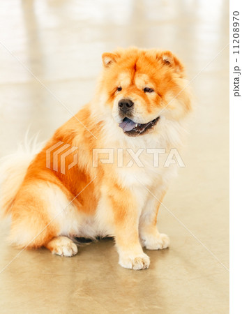 Brown Chines chow chow dog 11208970