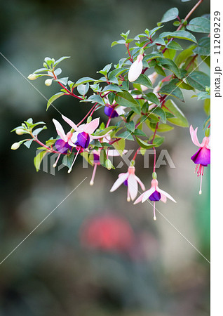 Fuchsia flower or Lady's Eardrops on Angkhang mountain, chiangma 11209229