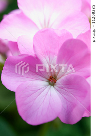 verbena or Pink petunia flowers at Doi angkhang mountain chiang 11209235