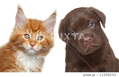 Kitten and Puppy Kitten and Puppy 11209243