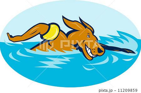 Cartoon dog swimming 11209859