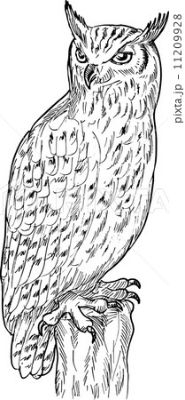 Eagle Owl drawing 11209928