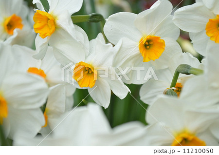 スイセン 11210050