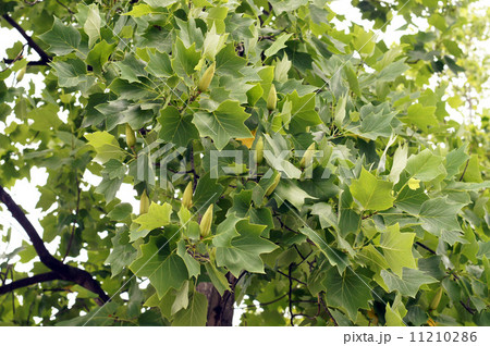 ユリノキの若い実 11210286