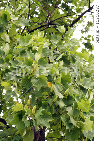 ユリノキの若い実 ユリノキの若い実 11210287