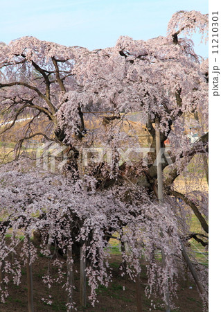 三春の滝桜 三春の滝桜 11210301