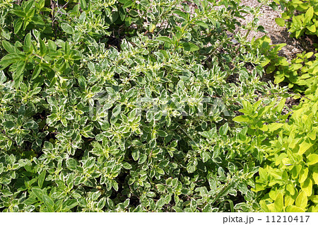 斑入りオレガノ・カントリークリーム 11210417