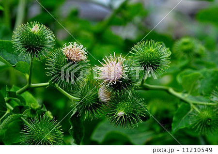 ゴボウの花 11210549