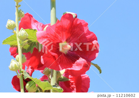 タチアオイ 11210602