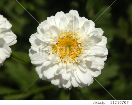 マトリカリア・ホワイトワンダー 11210707