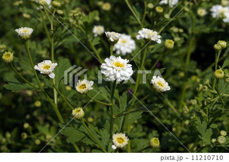 マトリカリア・ホワイトワンダー 11210710