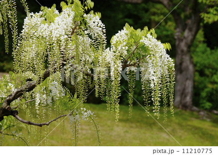 白藤 白藤 11210775