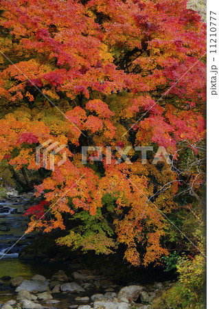 紅葉 紅葉 11210777