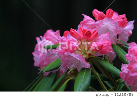 シャクナゲ 11210788