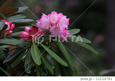 アズマシャクナゲ 11210791