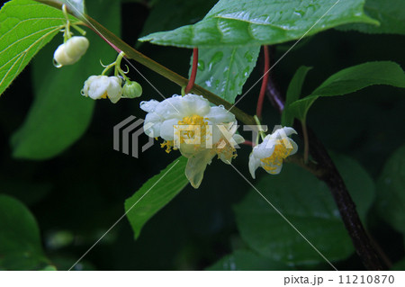 マタタビ　　花 11210870
