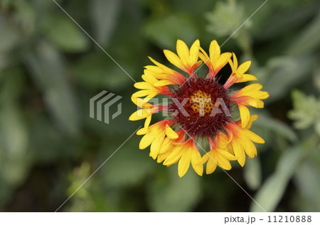 ヤグルマテンニンギク 矢車天人菊 の写真素材
