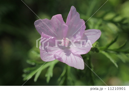 ジャコウアオイ ジャコウアオイ 11210901