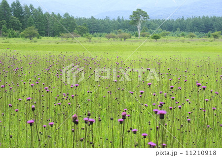 ノアザミ咲く奥日光小田代ヶ原 ノアザミ咲く奥日光小田代ヶ原 11210918