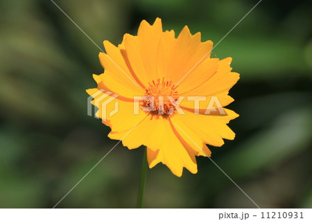 キンケイギク 11210931