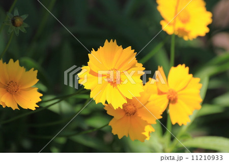 キンケイギク キンケイギク 11210933