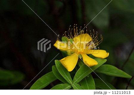 自然　植物　ビヨウヤナギ、黄色のきれいな花を咲かせます 11211013