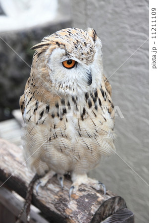 ミミズク　ふくろう　猛禽類　 シベリアワシミミズク　シビリカス 11211109