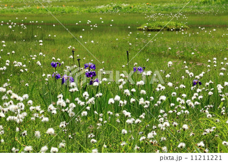 夏の栂池自然園　浮島湿原のワタスゲとヒオウギアヤメ 11211221