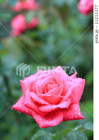雨に濡れる旧古河庭園のバラ　マリア カラス（品種名はイタリアのオペラ歌手の名前。芳香あり） 11211277