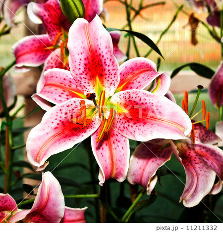 Pink lilies 11211332