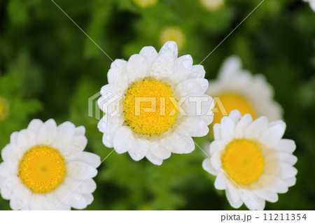 雨に濡れるクリサンセマム　ノースポールの花 11211354