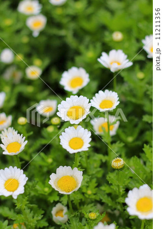 雨に濡れるクリサンセマム　ノースポールの花 11211356
