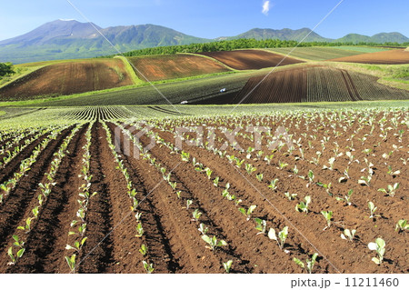 群馬嬬恋村の畑の作付け 群馬嬬恋村の畑の作付け 11211460