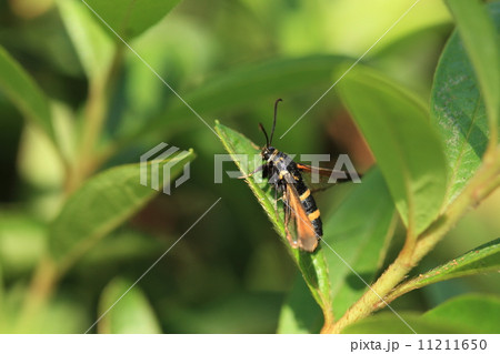 生き物 昆虫 ヒメアトスカシバ、ハチにそっくりですが蛾の仲間です 生き物 昆虫 ヒメアトスカシバ、ハチにそっくりですが蛾の仲間です 11211650