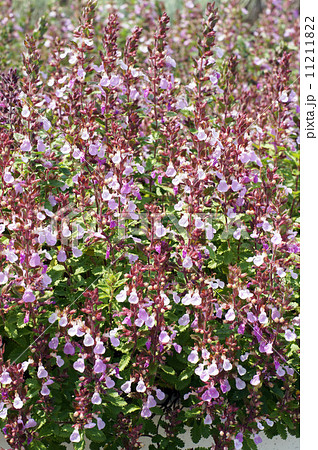 満開のウォールジャーマンダーの花 満開のウォールジャーマンダーの花 11211822