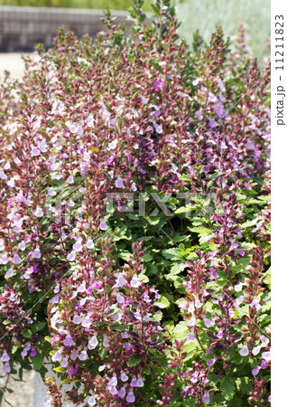 満開のウォールジャーマンダーの花 11211823