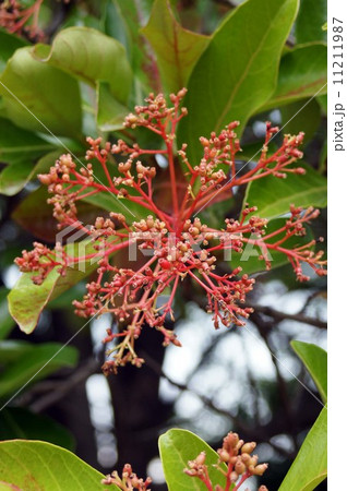 サンゴジュ・花後すぐの頃 11211987