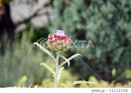 ほころび始めたアーティチョーク 11212156