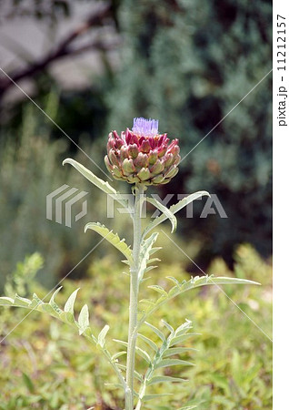 ほころび始めたアーティチョーク 11212157